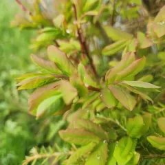 Alaska Blueberry thumbnail 4