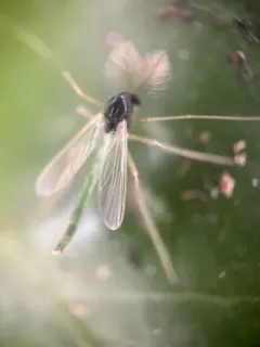 Phaenopsectra punctipes thumbnail 3