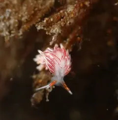 British Columbia Aeolid thumbnail 4