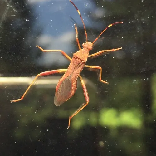 Lupine Bug