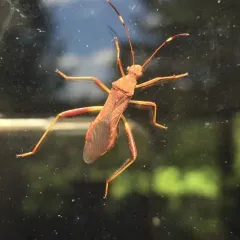 Lupine Bug thumbnail 1