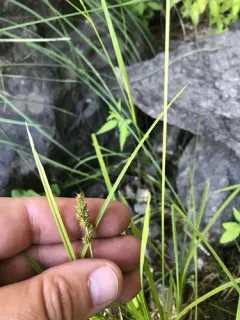 northern clustered sedge thumbnail 3