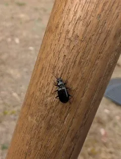 Hairy-horned Springtail-hunter thumbnail 3