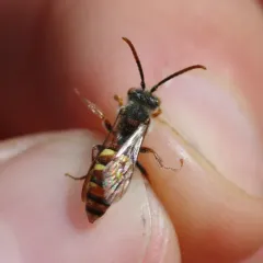 Spotted Nomad Bee thumbnail 3