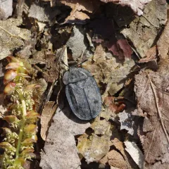 Ridged Carrion Beetle thumbnail 3