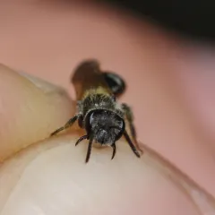 Nason's Mining Bee thumbnail 2