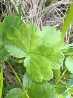 Green-flower Alumroot thumbnail 4