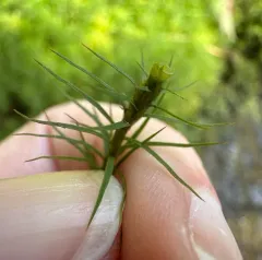 Alpine Haircap Moss thumbnail 3