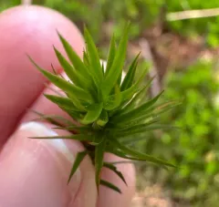 Bank Haircap Moss thumbnail 4