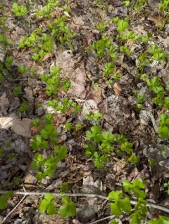 Ustacystis waldsteiniae thumbnail 3