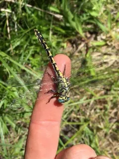 Great Basin Snaketail thumbnail 4
