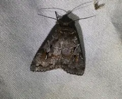 Grand Xestia Moth thumbnail 2