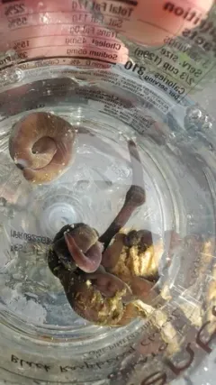 Micrura wilsoni thumbnail 3