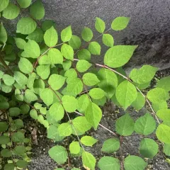 Japanese angelica tree thumbnail 3