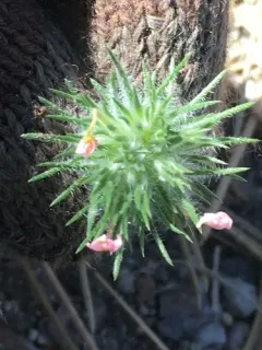 Whiskerbrush thumbnail 2