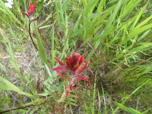 Yoho Paintbrush