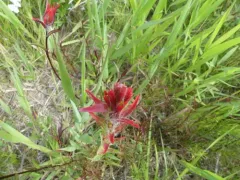 Yoho Paintbrush thumbnail 1