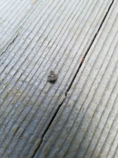 Lichen-carrying Green Lacewing thumbnail 3