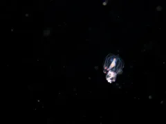 Hybocodon prolifer thumbnail 3