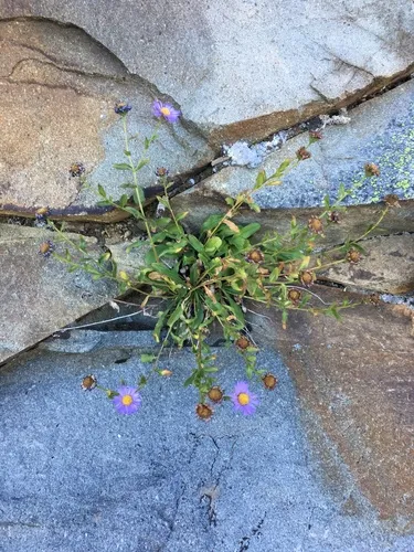 Leiberg's Fleabane