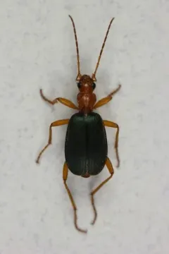 American Bombardier Beetle thumbnail 2