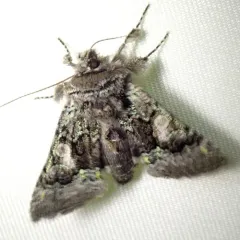 Behrensia conchiformis thumbnail 4