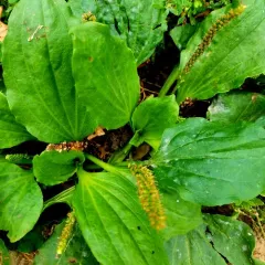 greater plantain thumbnail 2