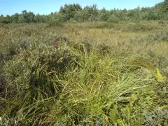 Long's Bulrush thumbnail 1