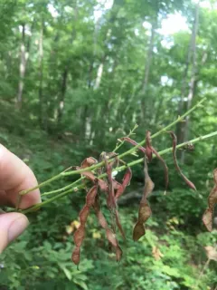 toothed tick-trefoil thumbnail 3