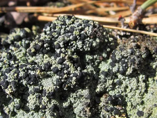 Granular Mottled-disk Lichen