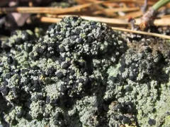 Granular Mottled-disk Lichen thumbnail 1