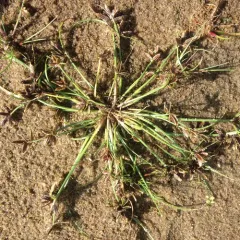 Shining Flatsedge thumbnail 3