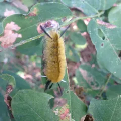 Banded Tussock Moth thumbnail 3