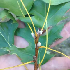 black oak thumbnail 2