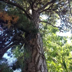 pitch pine thumbnail 2