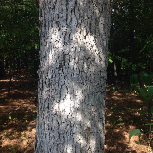 white oak