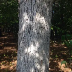white oak thumbnail 1