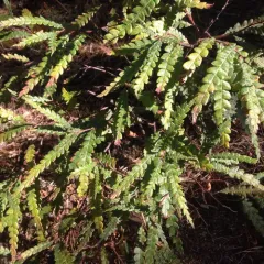 sweetfern thumbnail 2