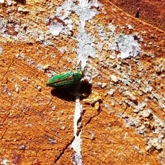 Golden Buprestid Beetle thumbnail 3