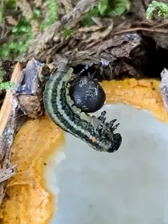 Balsam Fir Sawfly thumbnail 4