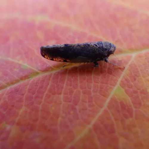 Japanese Leafhopper