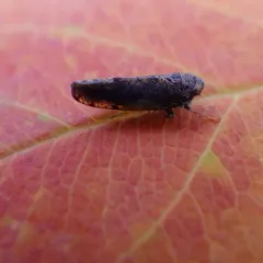 Japanese Leafhopper thumbnail 1
