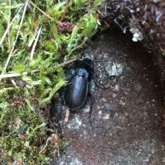 Bronze Ground Beetle thumbnail 2