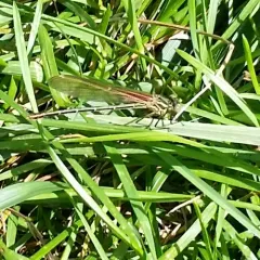 American Rubyspot thumbnail 2