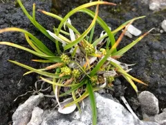 Rocky Shore Sedge thumbnail 4