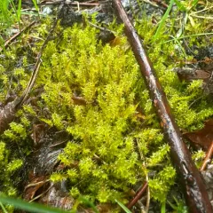 Square Gooseneck Moss thumbnail 4