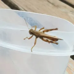 Red-legged Grasshopper thumbnail 3