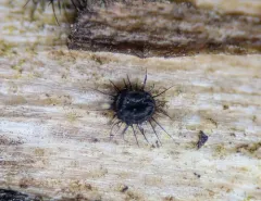 Dinemasporium decipiens thumbnail 2