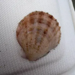Giant Rock Scallop thumbnail 3