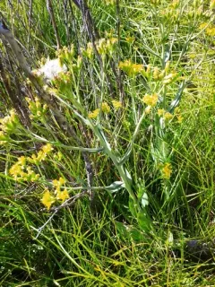 water ragwort thumbnail 2